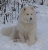 Собачий парк открыт в Южно-Сахалинске