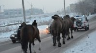 Красноярцы собирают деньги для брошенных цирковых животных