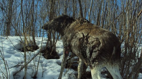 Томичи спасли лосиху и лосенка