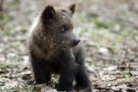 По Стерлитамаку ночью бегал медвежонок (ВИДЕО)
